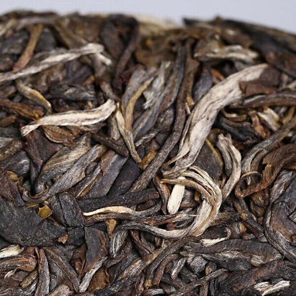 HelloYoungTea Haiwan High Mountain Ancient Tree 2019 Old Comrade Batch 191 Raw Puer Tea 500g