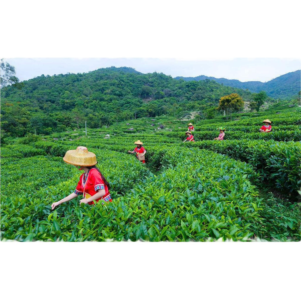 HelloYoungTea Pu'er Tea Puer Cha Tea Cake Organic Health Drink Dayi 357g Yunnan Dayi