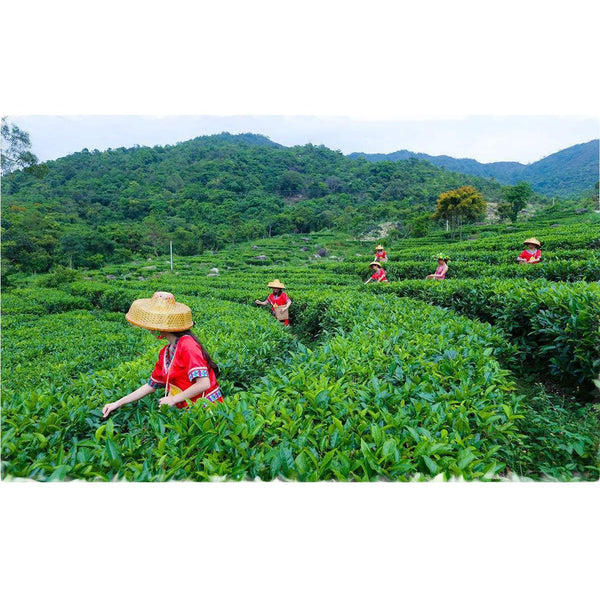 HelloYoungTea Pu'er Tea Puer Cha Tea Cake Organic Health Drink Dayi 357g Yunnan Dayi