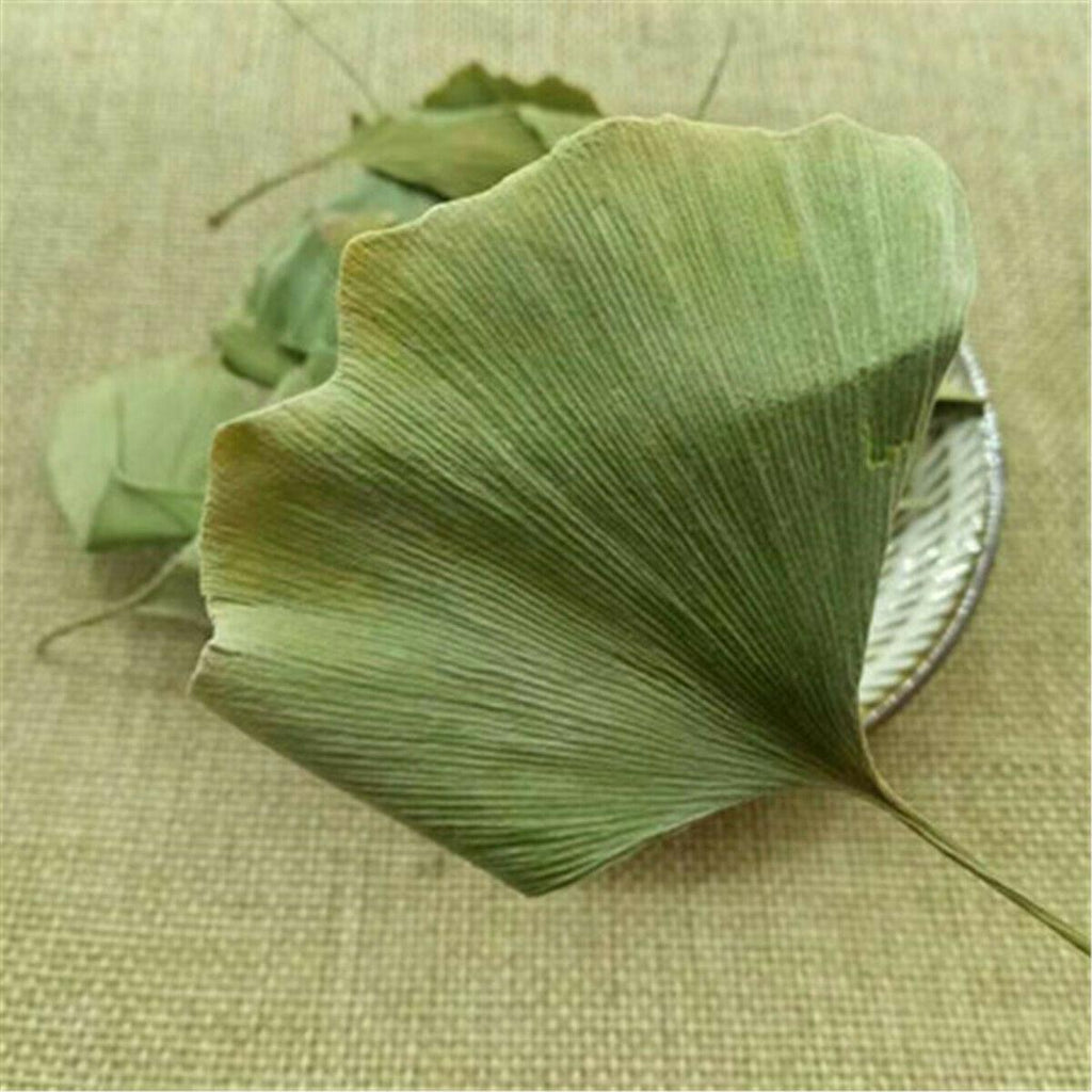 HelloYoungTea Ginkgo Biloba Leaves  Chinese Wild Ginkgo Tea Medicinal Tea Herbal Tea