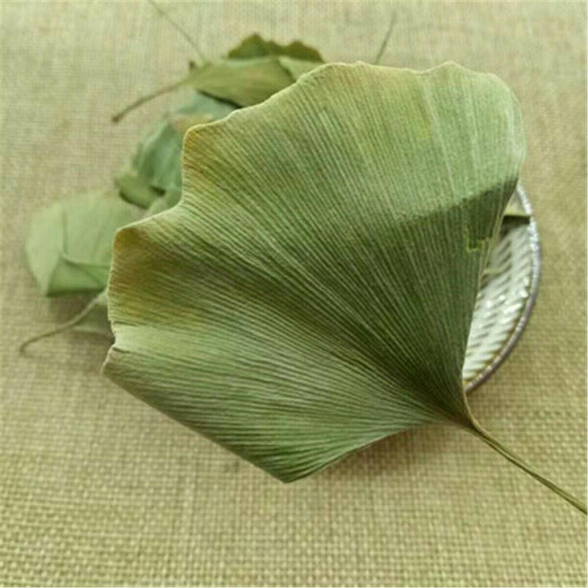 HelloYoungTea Ginkgo Biloba Leaves  Chinese Wild Ginkgo Tea Medicinal Tea Herbal Tea