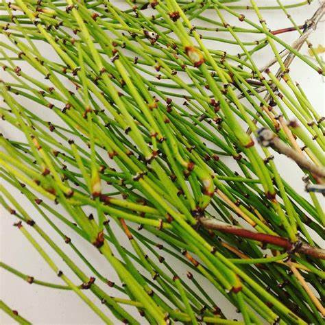 HelloYoung 250克 麻黄 Mo Huang Healthy Herbal Tea Natural Muhuang Tea 250g Chinese Herbal