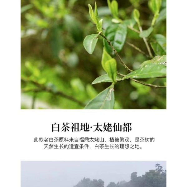 350g Fuding High Mountain White Tea Aged Day Sun Old Tea Cake Gongmei Shoumei