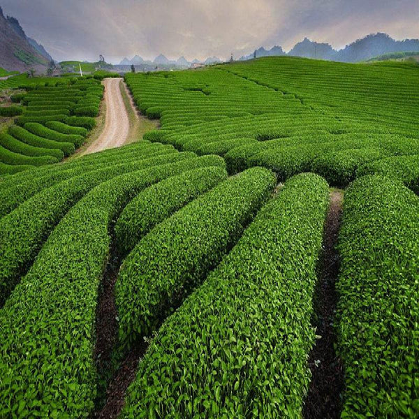 HelloYoungTea Top Yunnan Golden Snail Bud "JingLuoYa" Dian Hong Black Tea Chinese Tea