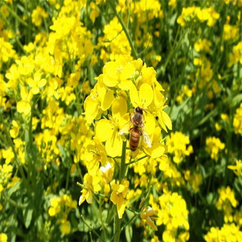 HelloYoungTea Rapeseed Napus Organic Natural Premium Anti-aging and Organic Skin Care Keep Fit