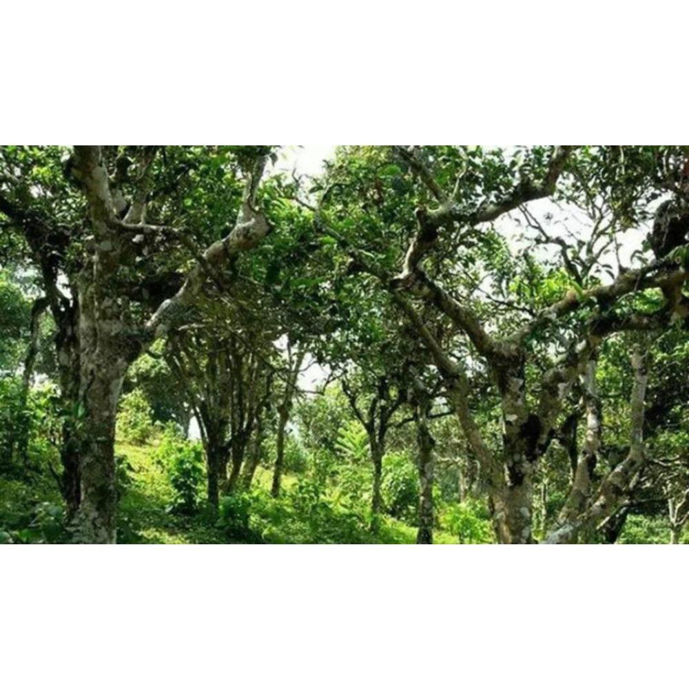 HelloYoungTea 100g Yunnan Ancient Tree Pu'er Tea Fermented Green Tea