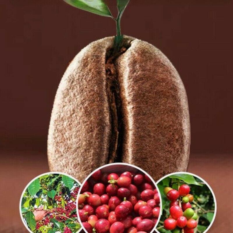 HelloYoungTea Roasted Arabica Coffee Beans 500g Baking Charcoal Medium Deep Roast Coffee Beans
