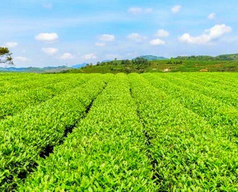HelloYoungTea 100g Original Chrysanthemum Tea High Quality Tea Kunlun Snow Daisy Scented Tea