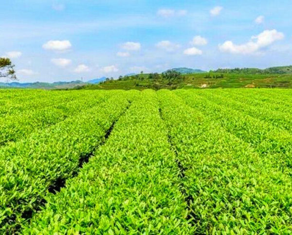 HelloYoungTea 357g Puerh Tea Ripe Black Tea Gold Award Yunnan MengHai Arbor Tree Pu'er Cake