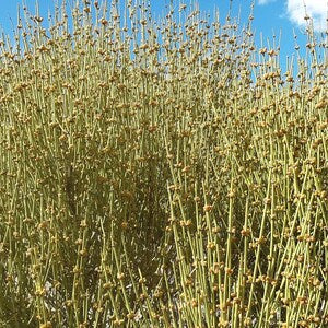 HelloYoung Mormon tea Mahuang Canutillo tea dry cut or roasted.