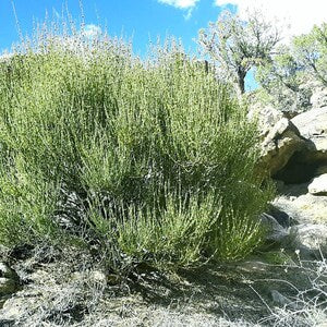 HelloYoung Mormon tea Mahuang Canutillo tea dry cut or roasted.