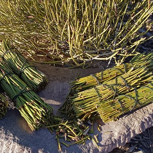 HelloYoung Mormon tea Mahuang Canutillo tea dry cut or roasted.