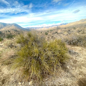 HelloYoung Mormon Tea ~ Wild foraged in the Mojave Desert Mountains Mahuang Tea 250g