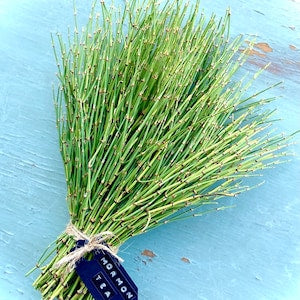 HelloYoung Mormon Tea ~ Wild foraged in the Mojave Desert Mountains Mahuang Tea 250g