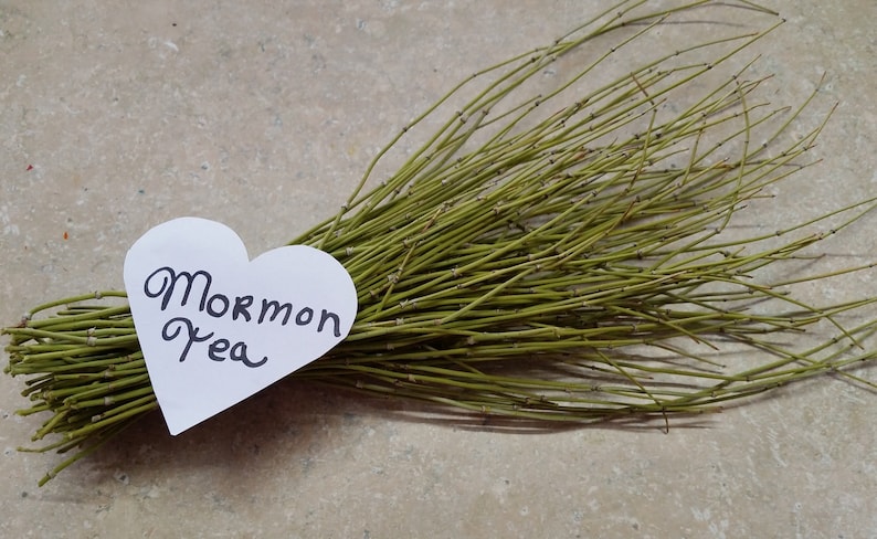 HelloYoung Mormon Tea - Brigham Tea - Ephedra Tea - SUBALPINE | USA WILDCRAFTED 8.8oz Dried