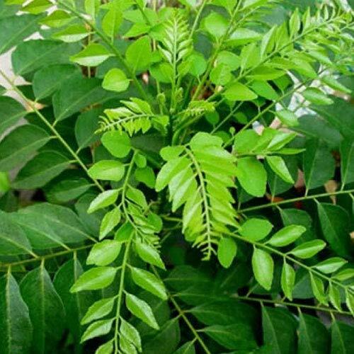 Natural Pure Premium Quality (Murraya Koenigii) Dried Organic Curry Leaves/leaf Secondary image