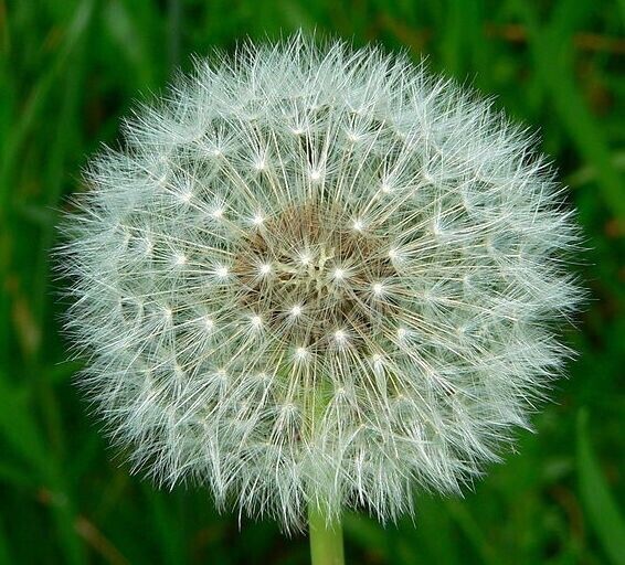 Dandelion Medicinal Edible Flowers Giant Dandelion Dandelion Flowers