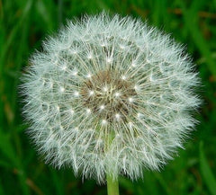 Dandelion Medicinal Edible Flowers Giant Dandelion Dandelion Flowers