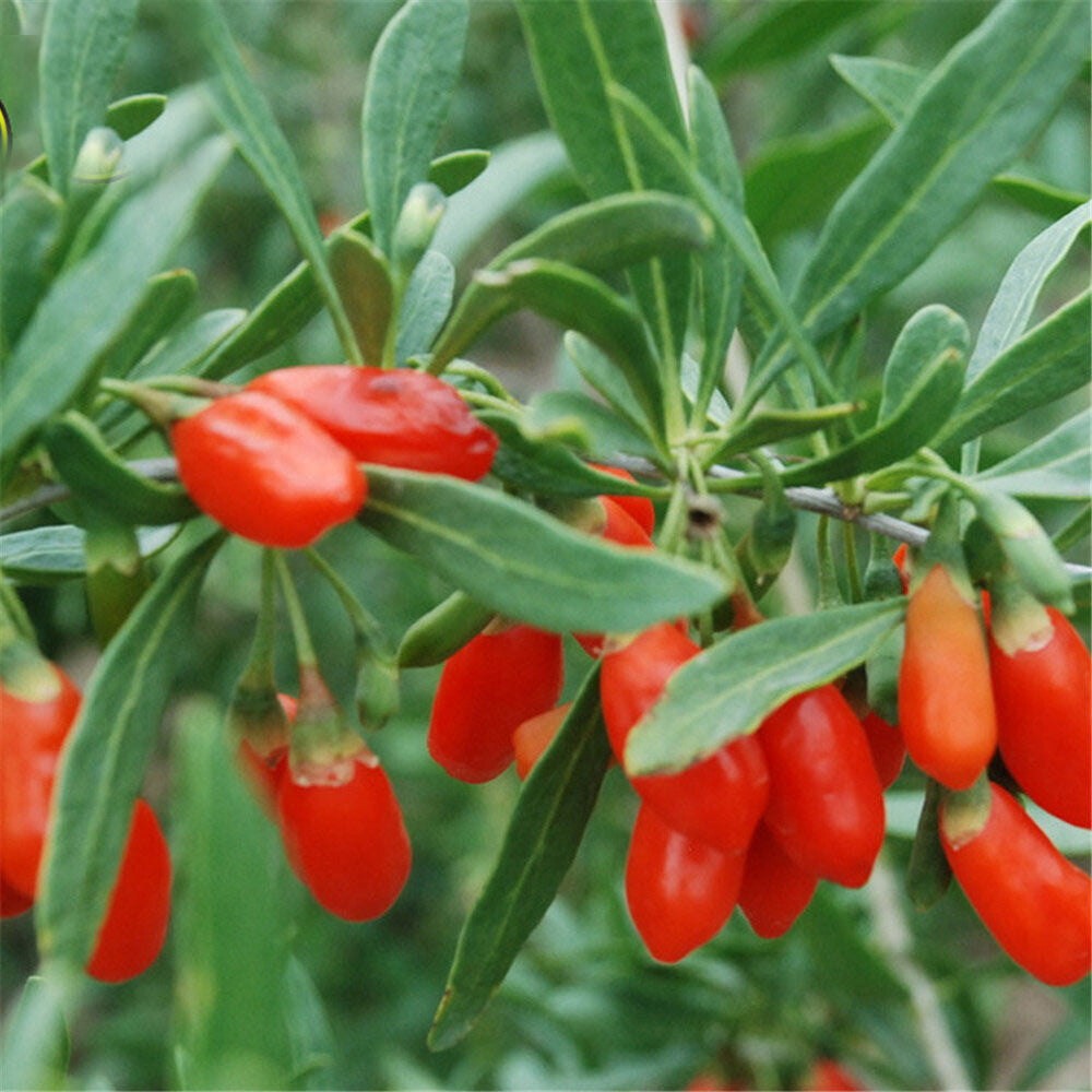 100g Chinese wolfberry goji tea, Natural goji ning xia zhong ning goji berry
