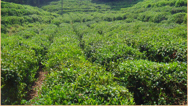 HelloYoung Supreme Organic Ming Qian Jun Shan Yin Zhen Junshan Silver Needle Yellow Tea 51g