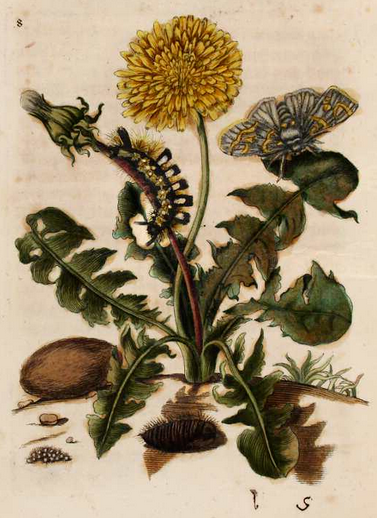 Dandelion Medicinal Edible Flowers Giant Dandelion Dandelion Flowers