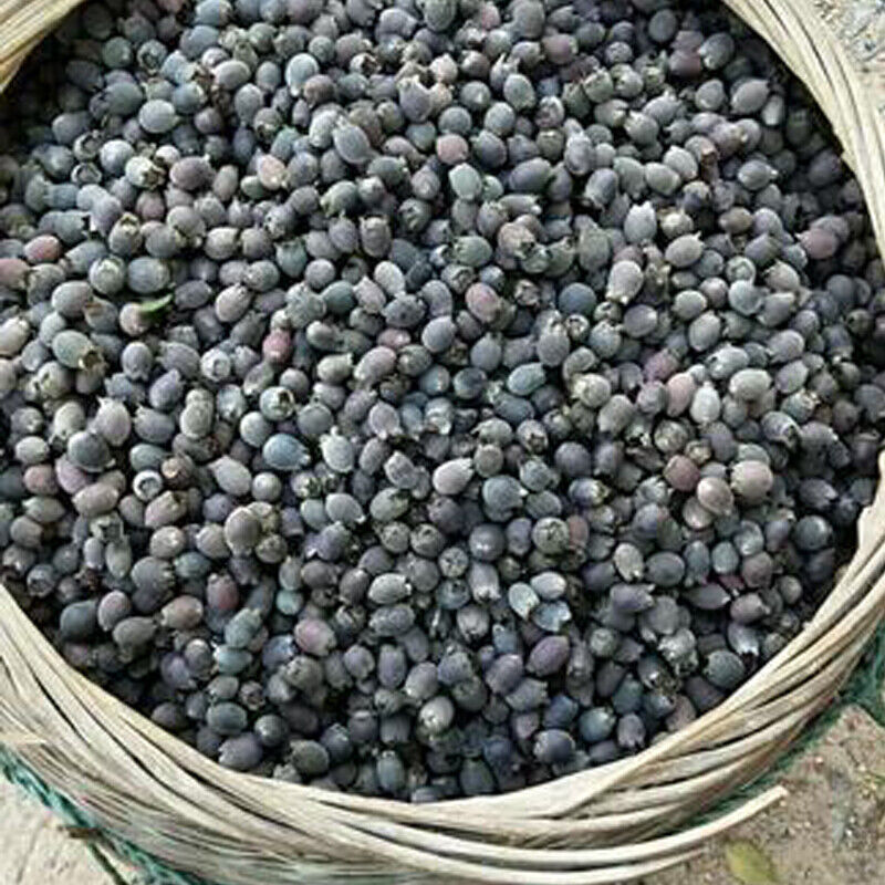 Dried Rhodomyrtus Tomentosa Fruit, Dried Herbal Tea 稔子酒 桃金娘 Main image