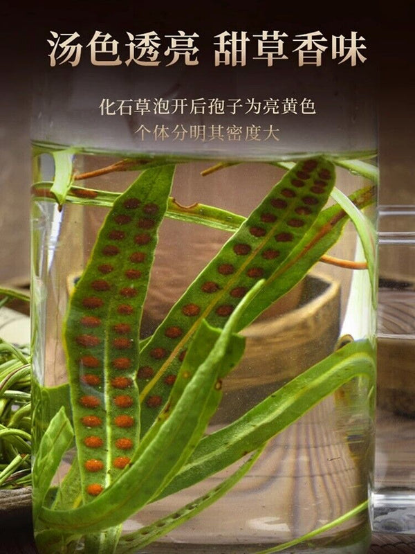 20g TongRenTang Golden Grass 同仁堂东北黄金草20g/瓶 嗷嗷叫草化石草 可配东北长白山参泡茶 男人茶 茶香四溢 NEW