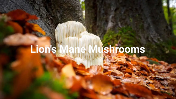 8.8oz Pure Extract for Focus & Cognitive Support Lion's Mane Mushroom Powder
