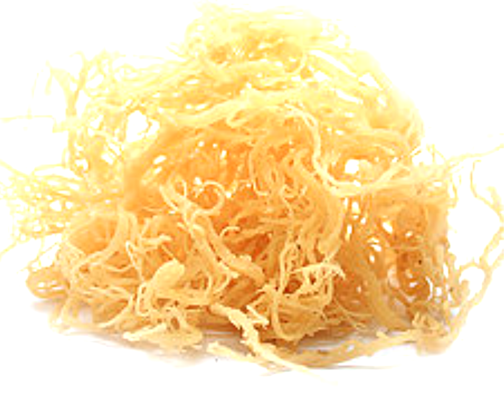 Whole Leaf Irish Moss Sea Moss 1 lb | Raw WildCrafted Superfood-16 Oz