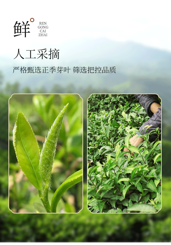 Spring Tea Xin Yang Mao Jian Xinyang Maojian Downy Tip Chinese Green Tea 250g