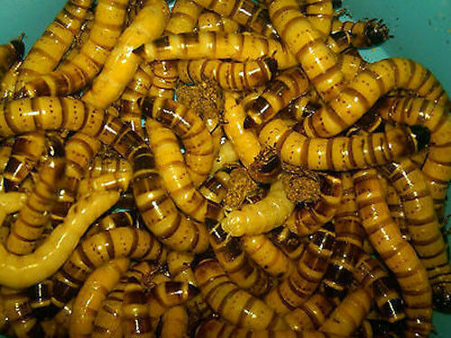 Dried Superworms - 50 - 1,000- Large 2" - Reptile Food Main image