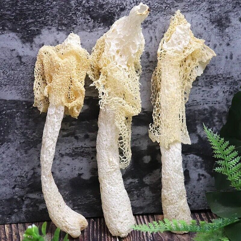 Phallus Indusiatus, Stinkhorn Fungus, Bamboo Fungus, 竹荪 Zhu Sun