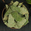 HelloYoung Dried Herbs Tea Horny Goat Weed 淫羊藿 barrenwort Epimedium Natural Herbal Tea