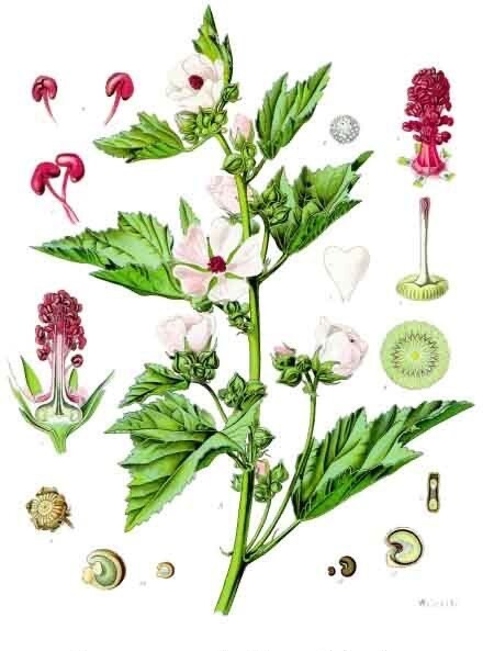Marshmallow Root Extract Powder - Natural Althaea Apothecary