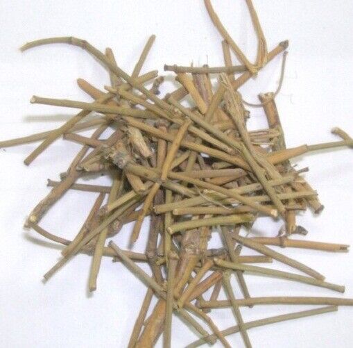 HelloYoung Somlata Gerard Jointfir Khanta Asmania Gerardiana Herb Branch Stem Herbal WHOLE Main image
