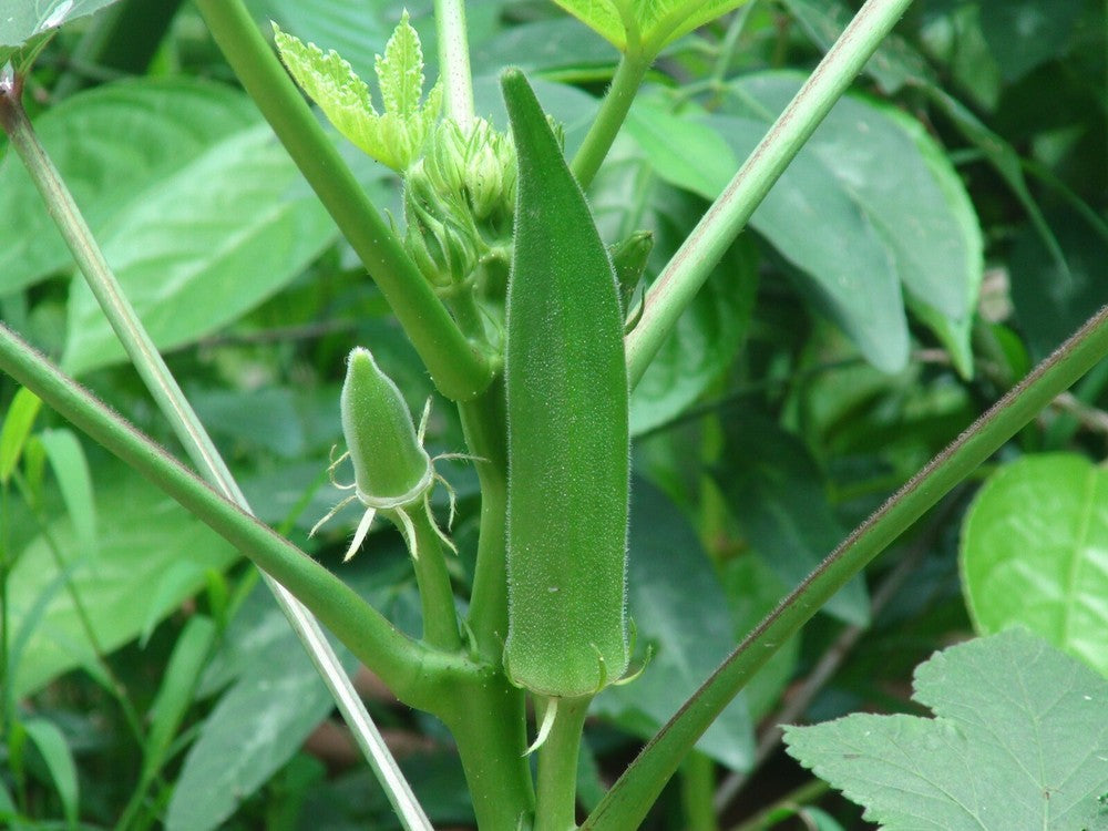 naturbelassenes Bio-Pulver aus getrocknetem Okra/Frauenfinger für Suppen Secondary image