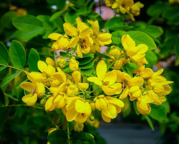Senna Abführmittel Senna-Blätter Bio-Pulver (Senna Alexandrina) Detox-Tee