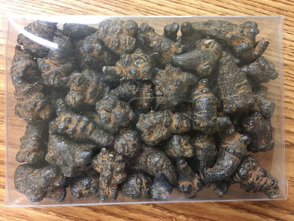 Black Radix Pseudoginseng 黑田七頭, good quality and price 1lb Secondary image