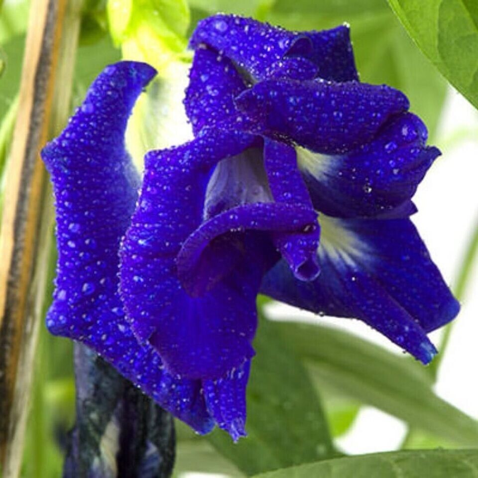 Dried Flower Natural Herbal Pure Drink 100% Butter*fly Pea Blue Organic Tea Secondary image