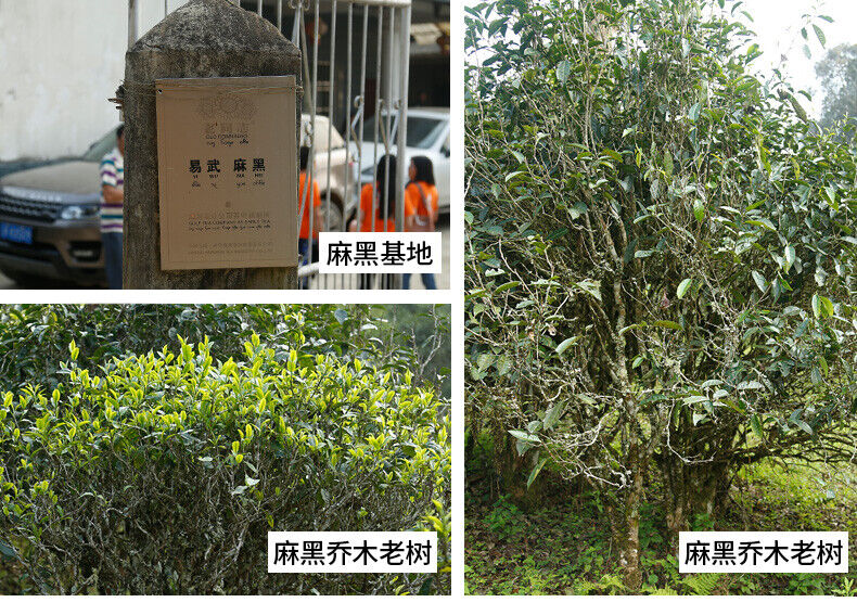 HelloYoung Haiwan Yi Wu Zheng Shan Shen Puer Tea Ma Hei Famous Old Tree Raw Pu'er 500g