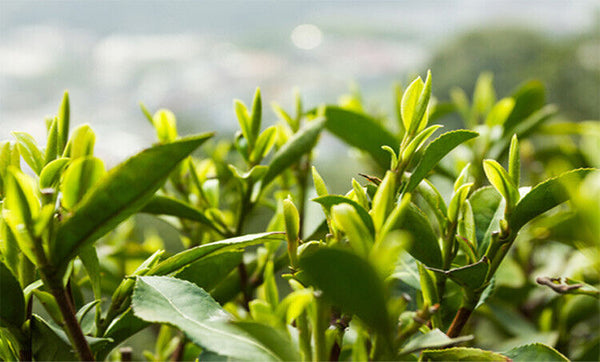 HelloYoung Ming Qian Xihu LongJing Tea 125g Spring Fresh Dragon Well Long Jing Green Tea