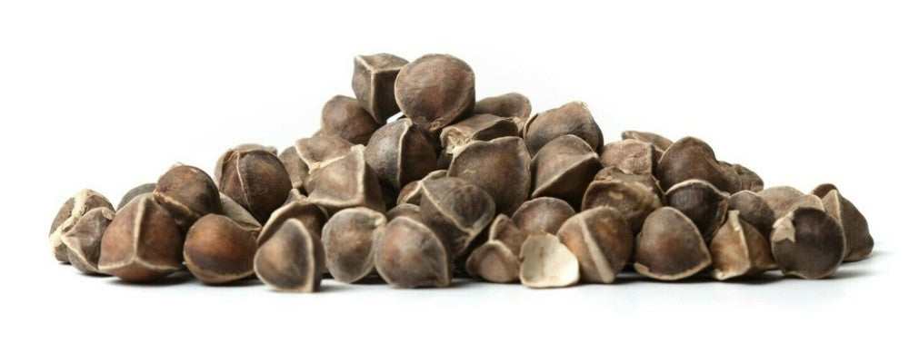 Moringa Oleifera Seeds WINGLESS Fresh Organic Semillas de Moringa Tree