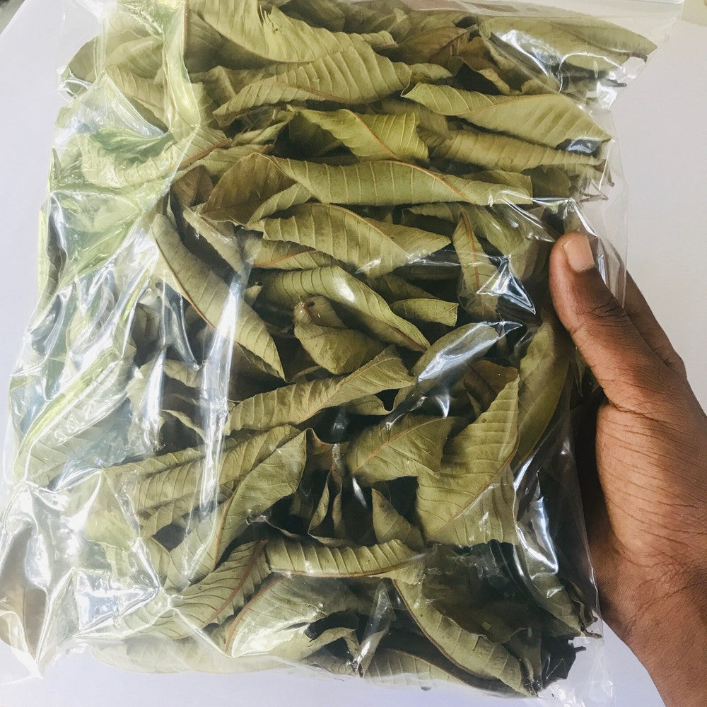 Hojas De Guayaba Leaf 50 g-500 g Premium Dried Guava Leaves