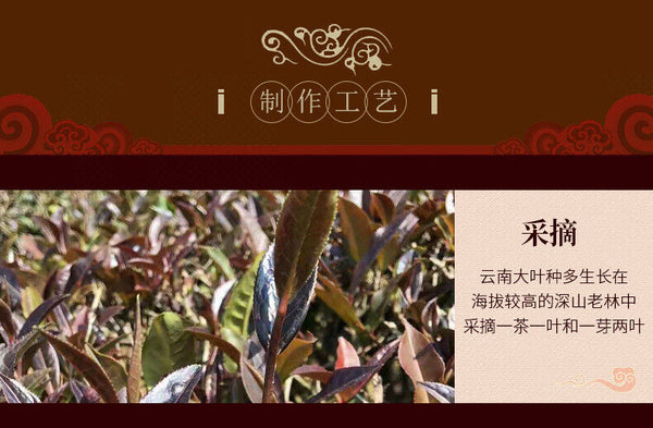 HelloYoung ZI JUAN Tea Yunya Purple Puer Tea Puwen Sheng PuEr Pu-erh Raw 200g
