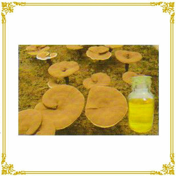 Duan-Wood Ganoderma Lucidum/Reishi Spore Extract Oil Softgels, Triterpenoid＞25%