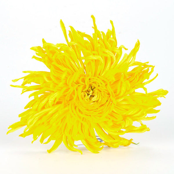 HelloYoung 20pcs-100pcs Yellow Chrysanthemum Tea Big Blooming Flower Dry Herbal Health Tea