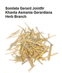 HelloYoung Somlata Gerard Jointfir Khanta Asmania Branch Stem Whole 500g(17.63oZ)~