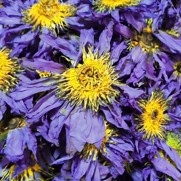 HelloYoung Dried Blue Lotus Flower Egyptian Lotus Natural Whole Flower Herbal Tea 50g