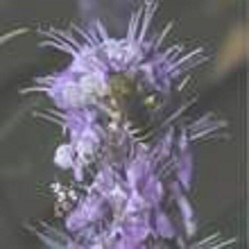Extrait de gattilier poudre de fleur Premium 100g poudre de Vitex agnus castus Secondary image
