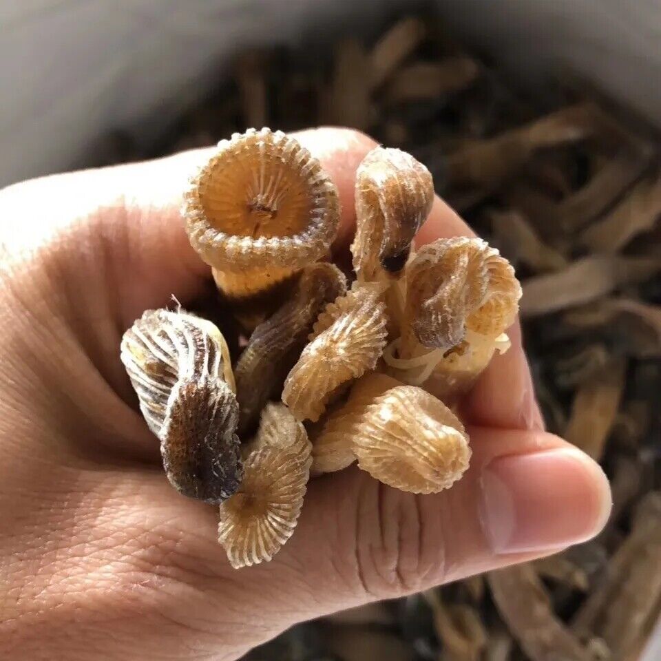 HelloYoung 50 gram Top quality New Precious dried seafood Sipunculus nudus sandworm 沙虫 Secondary image